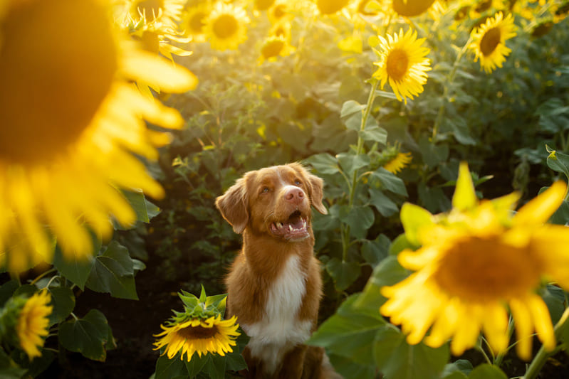 If you have a dog, we’ve compiled a list of dog-friendly plants for your backyard, along with those you should avoid.