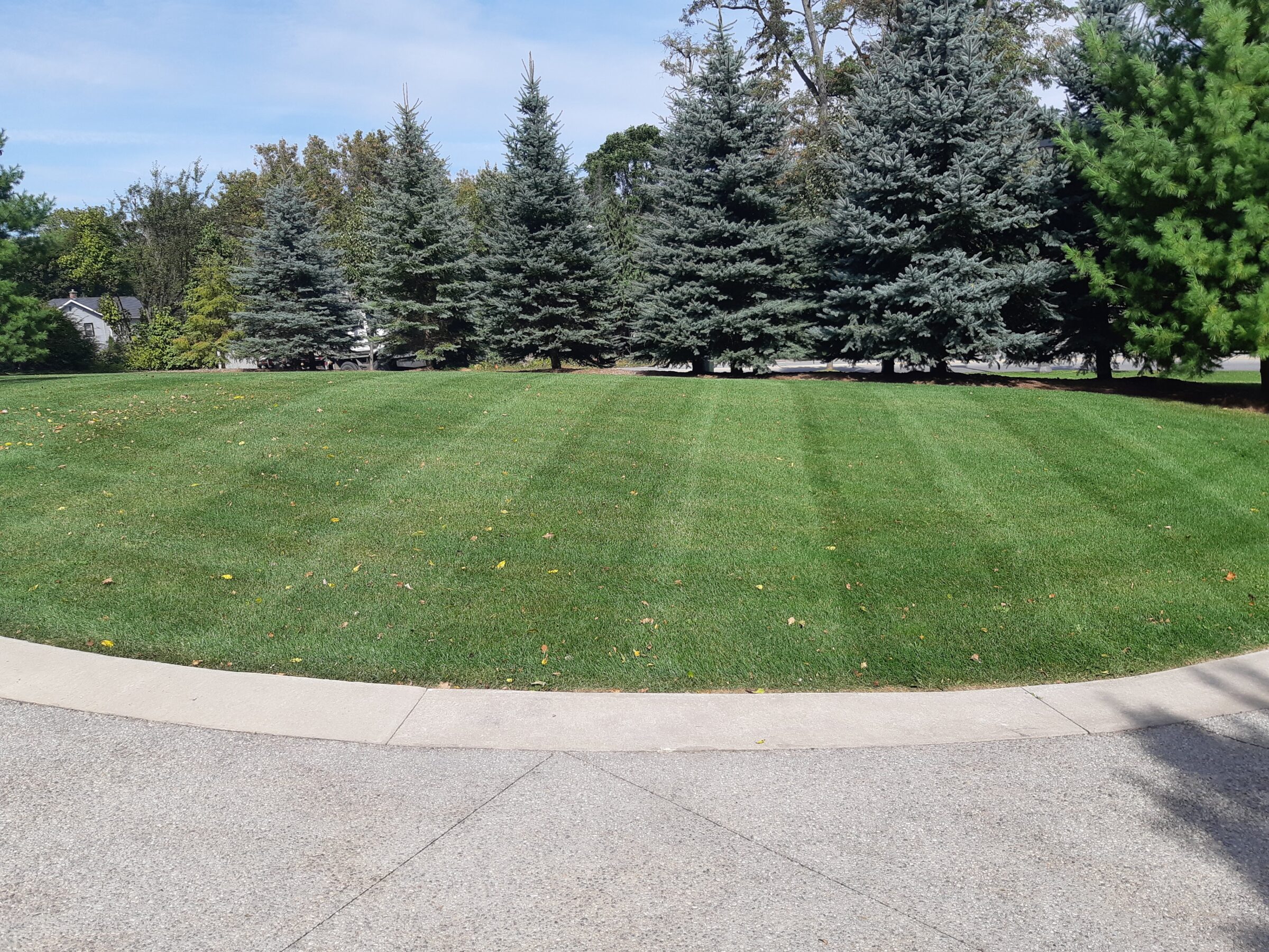 A well-maintained lawn with neatly trimmed grass, surrounded by tall pine trees, under a clear blue sky. No recognizable landmarks or buildings present.