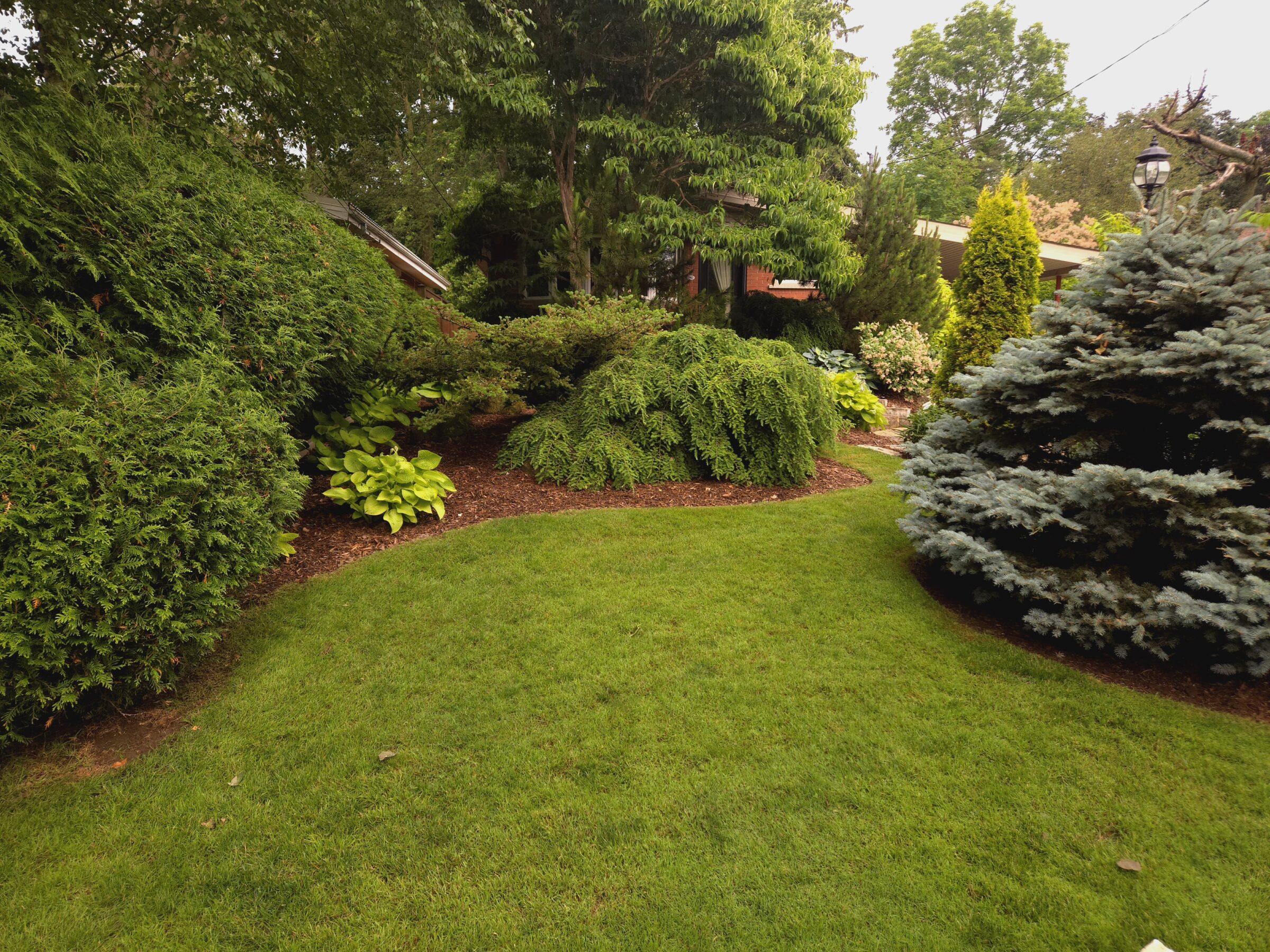A lush garden with well-maintained green grass, surrounded by various evergreen shrubs and trees, creating a serene and inviting outdoor space.