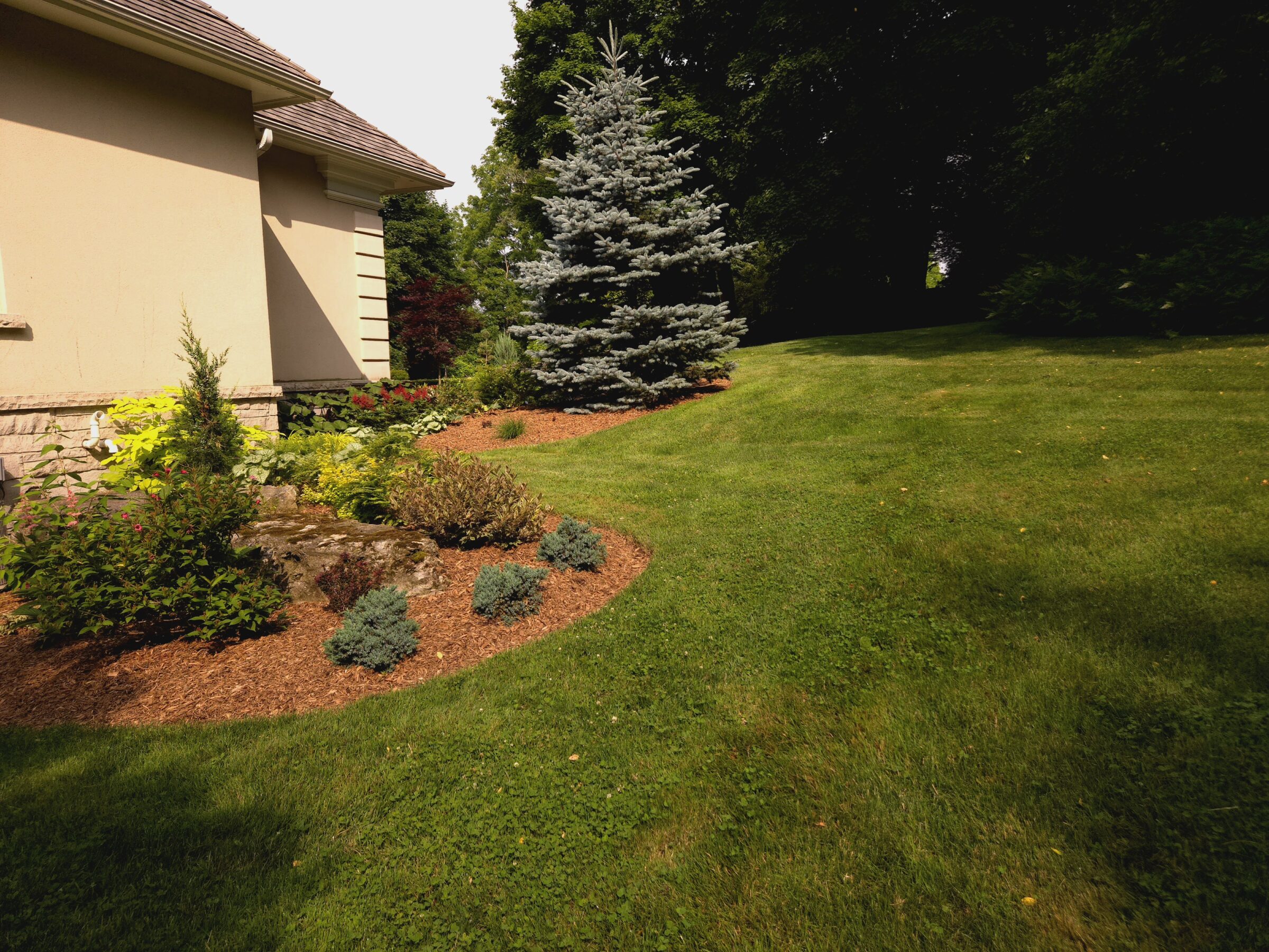 A suburban backyard with a well-maintained lawn, landscaped garden, and evergreen tree beside a beige house under clear, sunny skies.