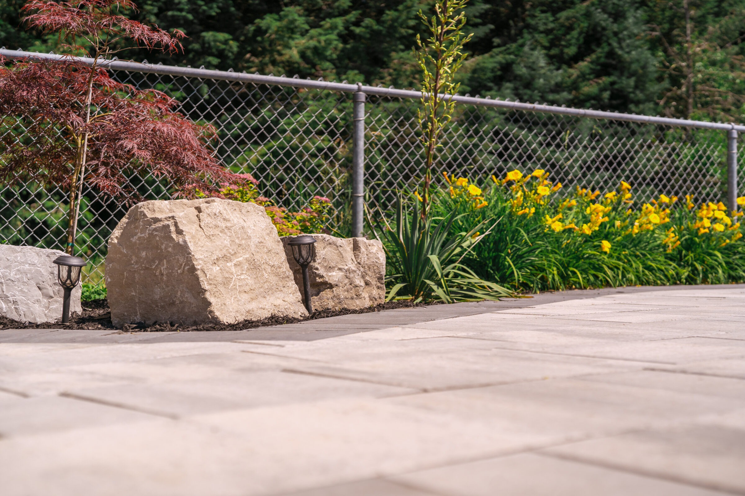 Garden scene with large rocks, chain-link fence, green foliage, and vibrant yellow flowers along a paved pathway under clear skies.