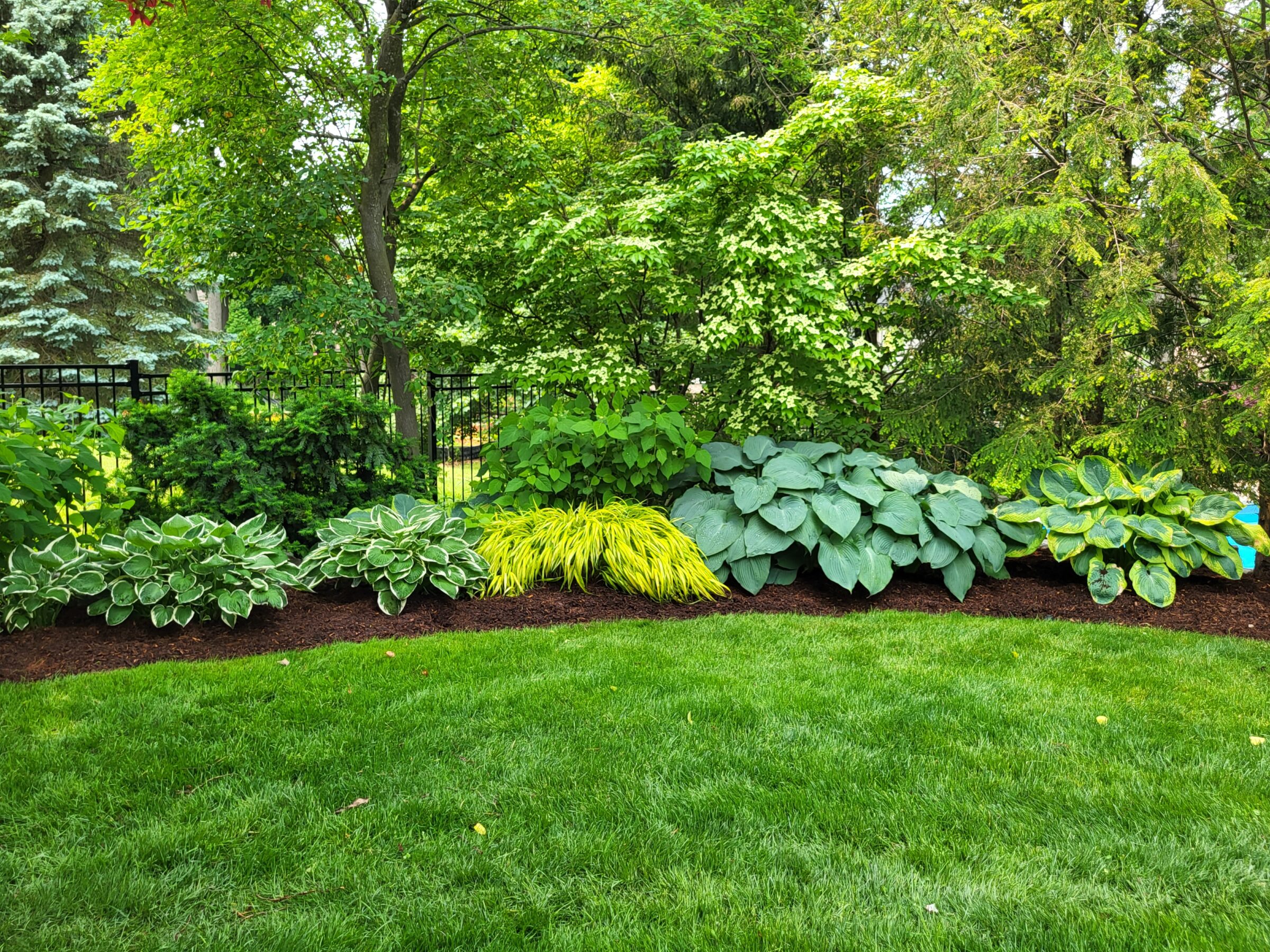 A lush garden with various hostas, ornamental grasses, and trees, bordered by a black fence. Vibrant greenery dominates the serene scene.